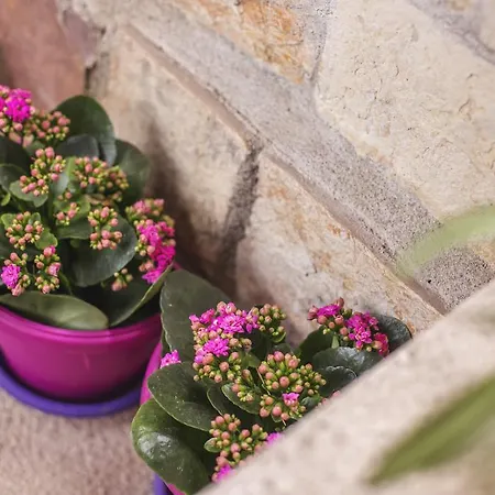 Апартаменты Vidilica *